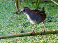 Klein riethaan  Baillons Crake - Frieda Prinsloo 2013 : friedaq